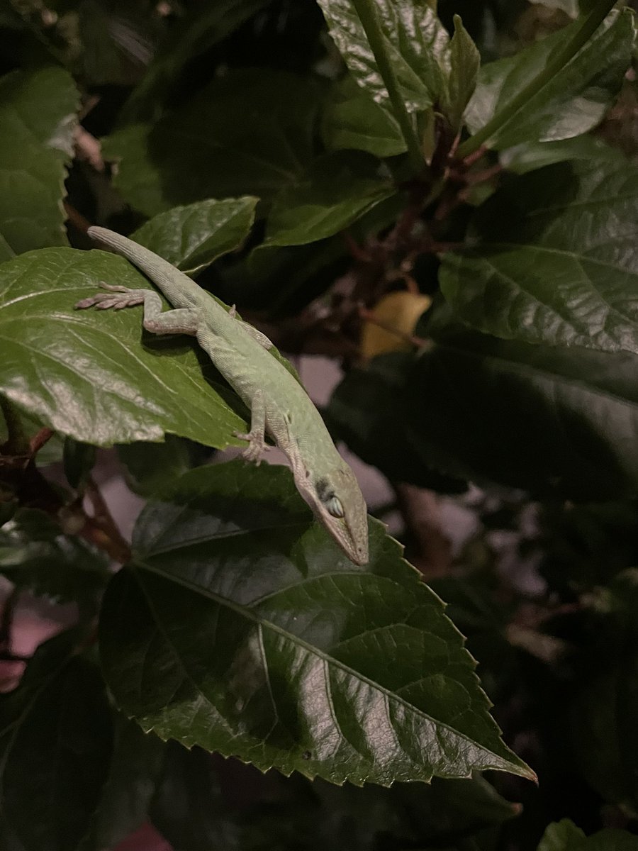 deerinahat's tweet photo. Creatures I find in my floridian backyard day 13:
Rained all day, and is super windy and cold tonight. This native green anole was near my garage, he kept falling asleep in my hand so I’m letting him sleep in an extra terrarium in my house tonight ❤️
#frogcount : 0 https://t.co/TiKASa6VIS
