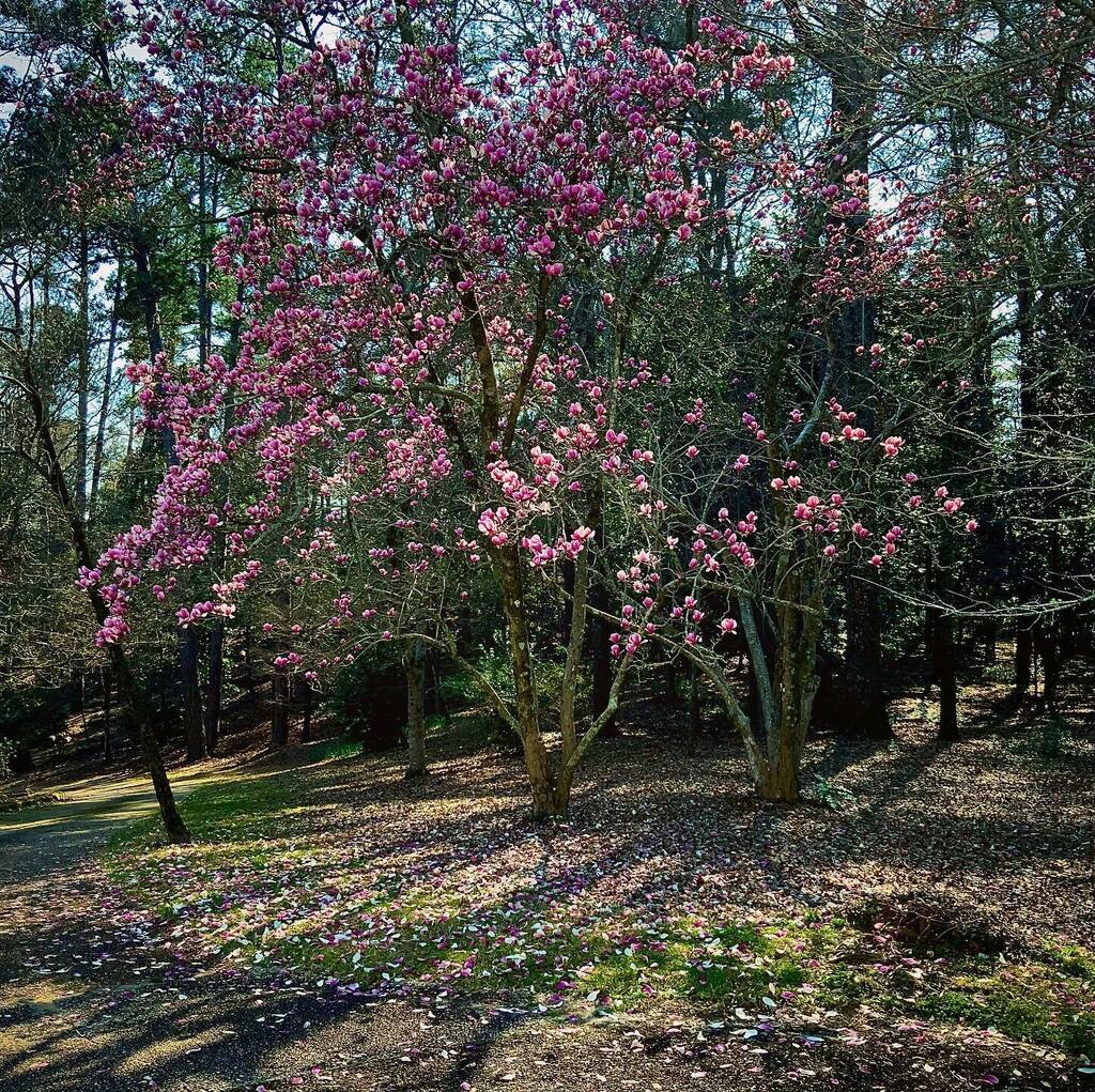 Southern snow
#spring #magnolia #garden #treephotography #macon #macongeorgia #naturephotography  #springtree #bloomingtrees #gardenphotography #gardenphoto #southerngardens #southerngarden instagr.am/p/CMGZSZLl96k/