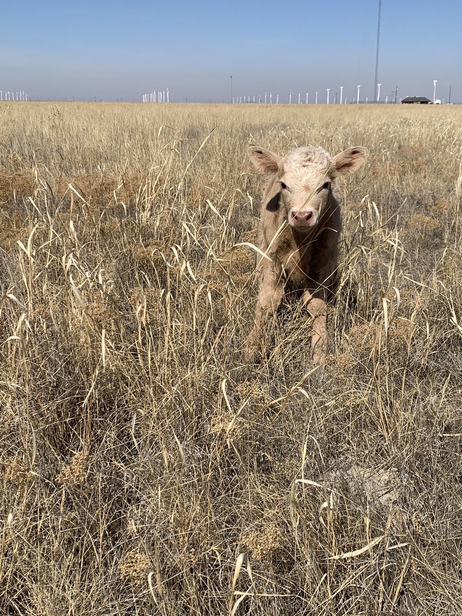 Matchy matchy. #calvingseason #ranchlife #newcalf