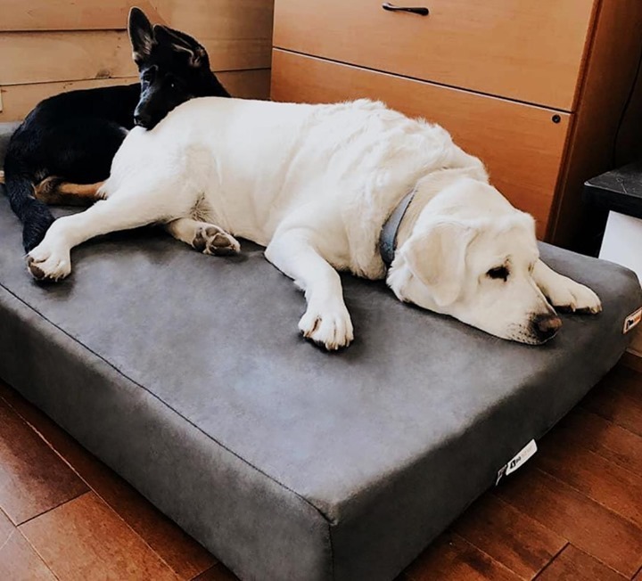 bigbarkerusa's tweet photo. Look at these cuties, Allie & Gabe 😍
#germanshepherdforever #germanshepherdpup #germanshepherdclub #germanshepherdsofinsta #germanshepherdphotos #germanshepherdinsta #labradorlovers #labradorclub #labradorpup #labradorablelove #labradordog #bigbark… https://t.co/4VPXuJdaiO https://t.co/dp97nR3OgV