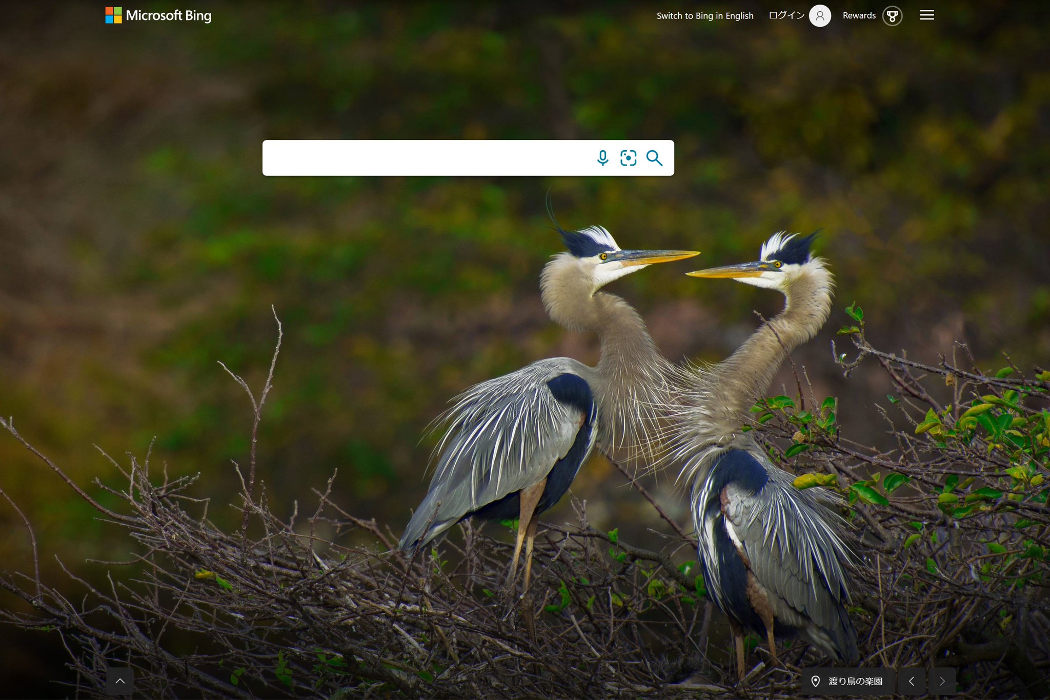 Bing 日本版 على تويتر フロリダ州 デルレイビーチ の ワコダハッチー湿地 で撮影された オオアオサギ のつがいです オオアオサギは北米で最大のサギの仲間です 名前のとおり背中と翼は青灰色で 繁殖期には虹彩が赤に クチバシがオレンジ色に変わります