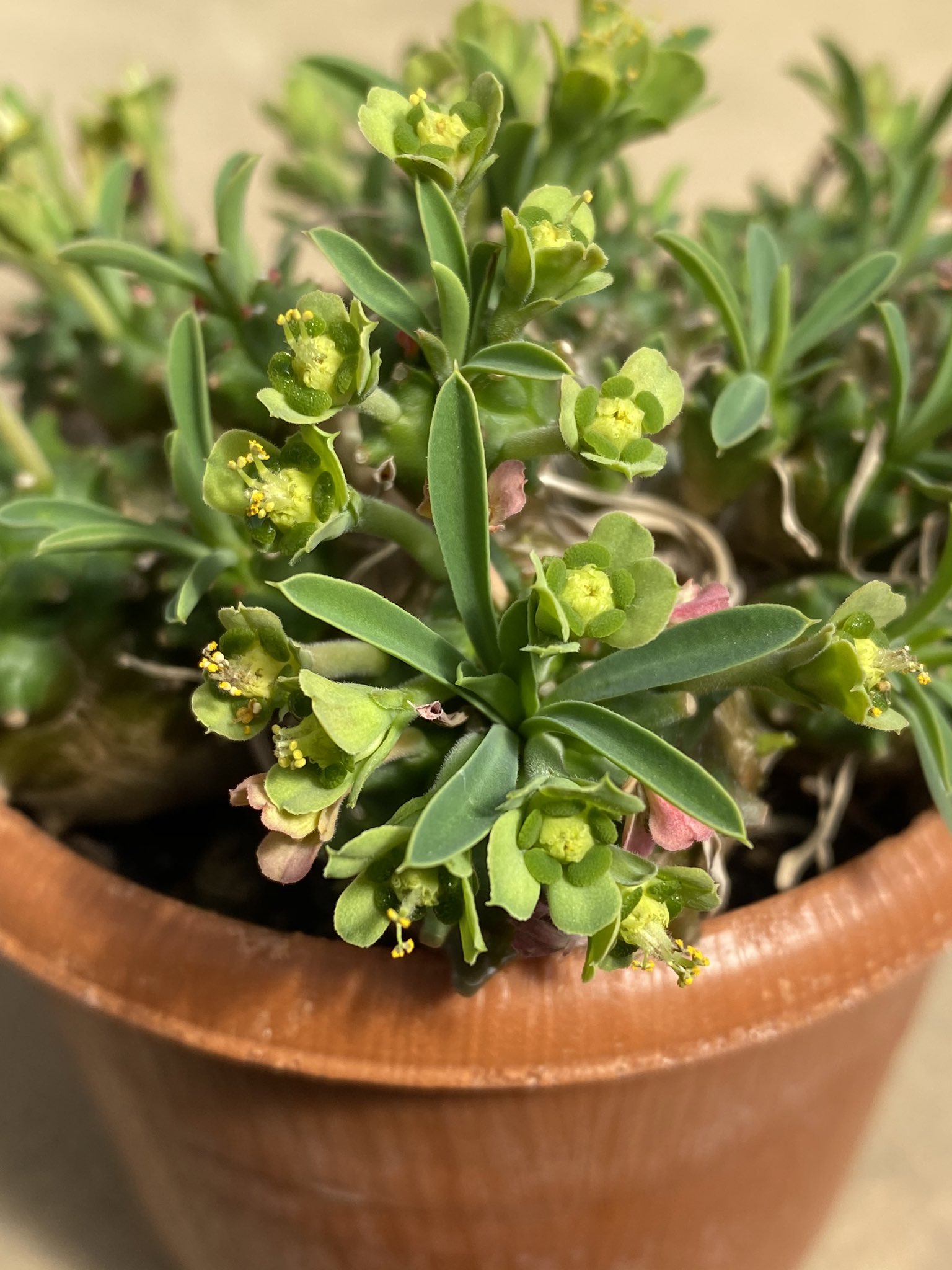 Act 峨眉山の花が咲いたよ 樹姿はガビガビしてるけど 花はユーフォルビアの花そのものだなぁ T Co 5el2vvmghq Twitter