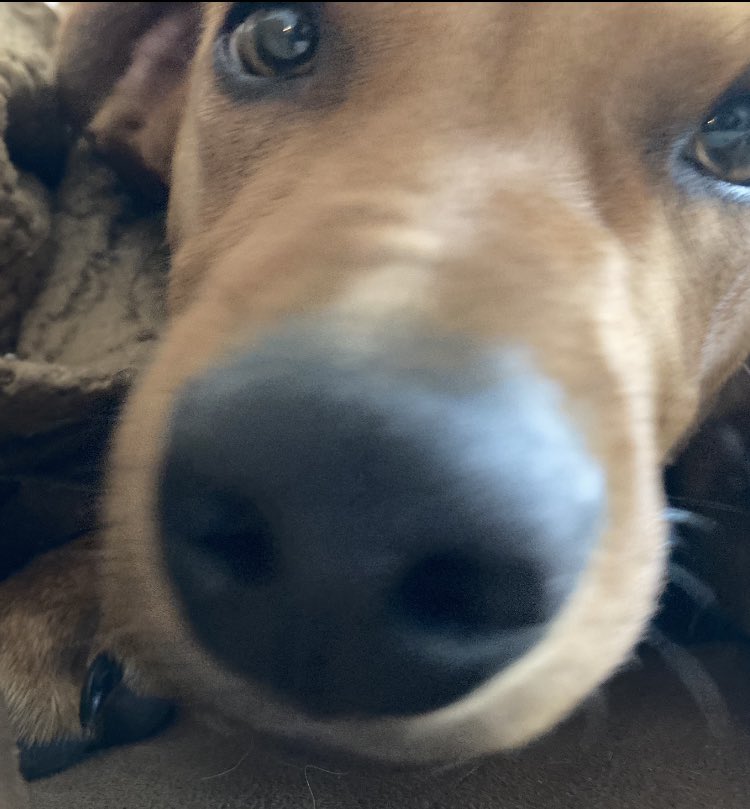 FakenhamRoots's tweet photo. @MaryLTrump Happy #Pupperday https://t.co/qCKc9ftNvM