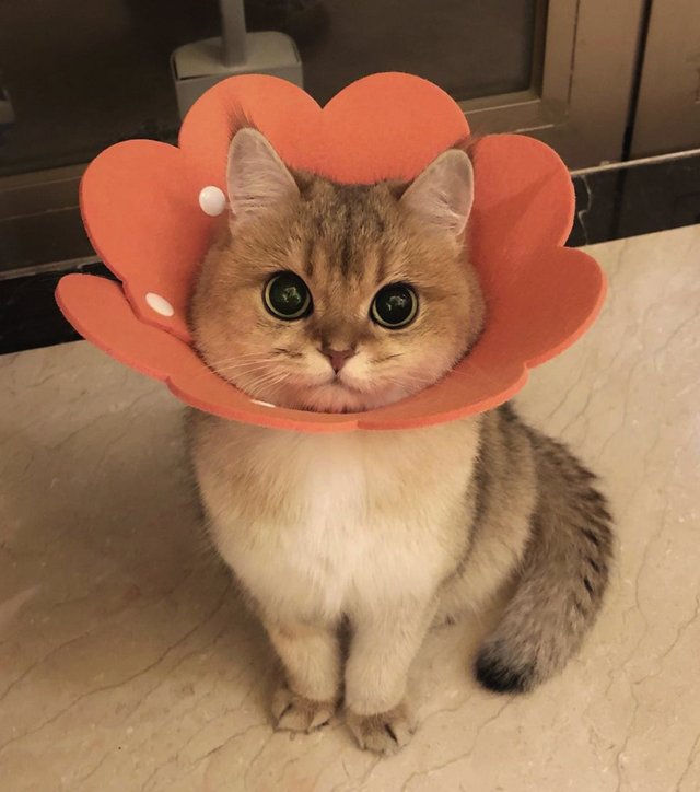 Why you should have a cat (@shouldhavecat) on Twitter photo 