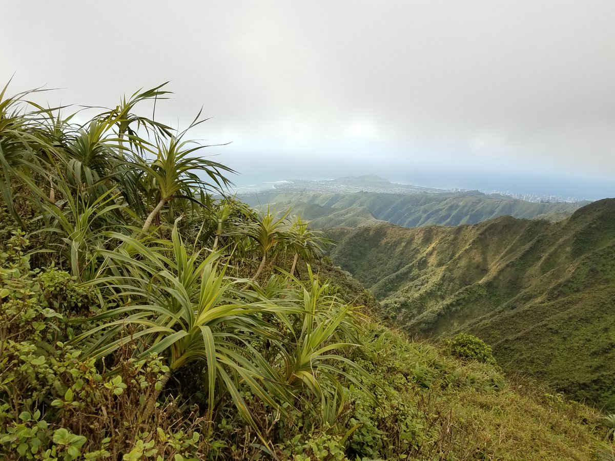 Nhu Nguyen tweet media