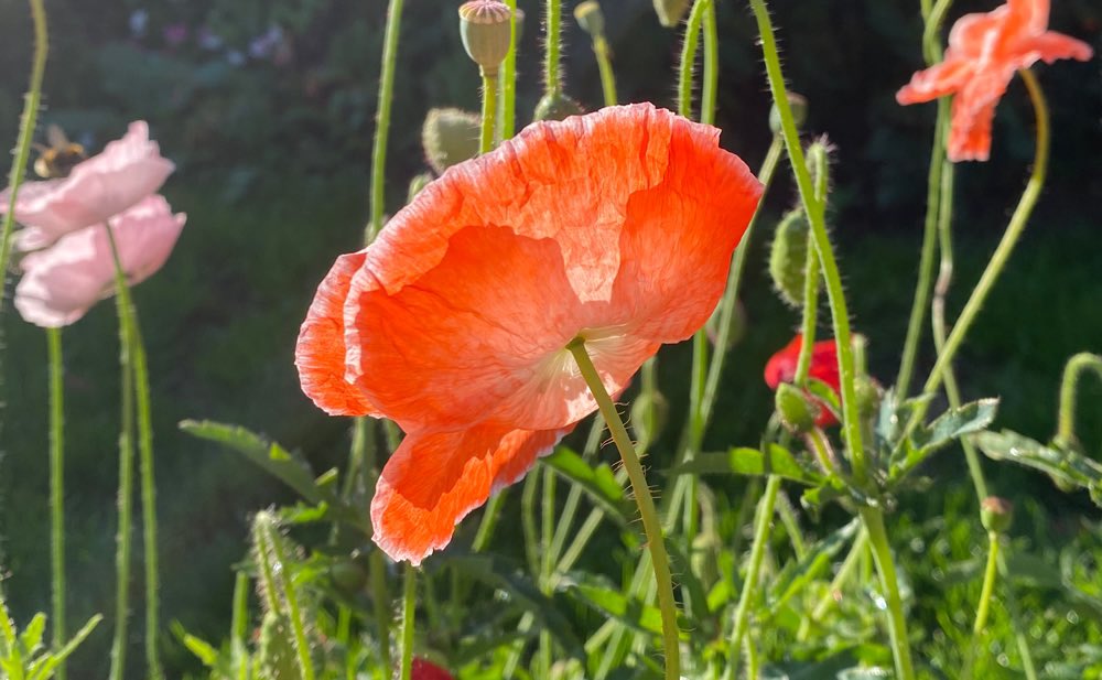 GrowCreateJoy's tweet photo. My horticultural ventures have changed quite a lot in the past year. I’ve written a blog post about my journey into Social and Therapeutic Horticulture. I can’t wait to share more as it continues into the future 💚🌱🪴🌻

https://t.co/QpCdziNO9X https://t.co/rfsjS7OW6L