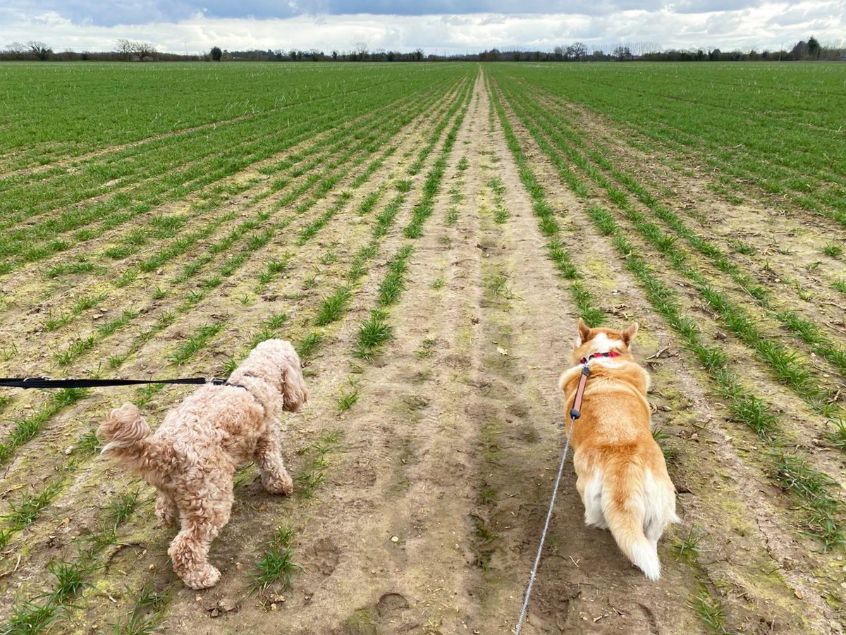 lilymoocockapoo's tweet image. Walking side by side with my bestie💛