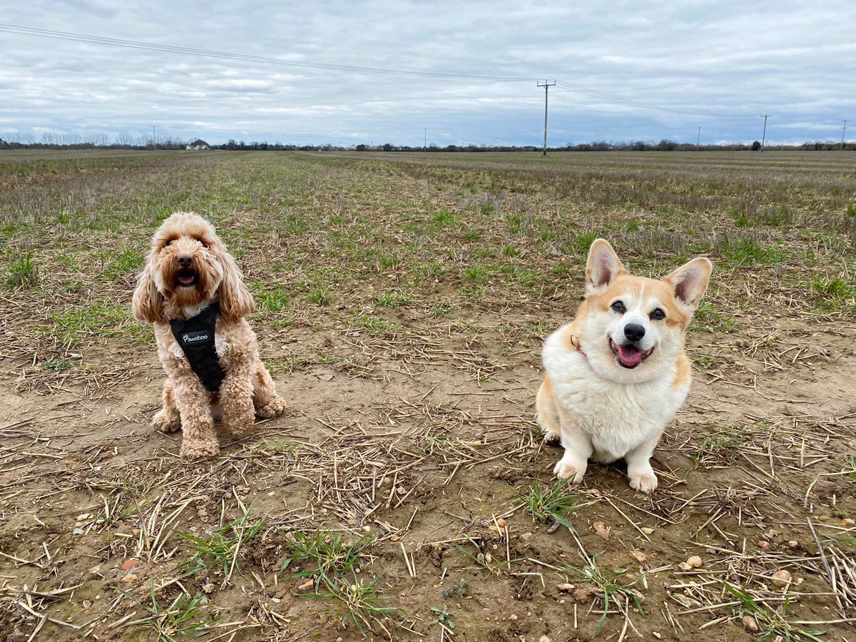 lilymoocockapoo's tweet image. Walking side by side with my bestie💛