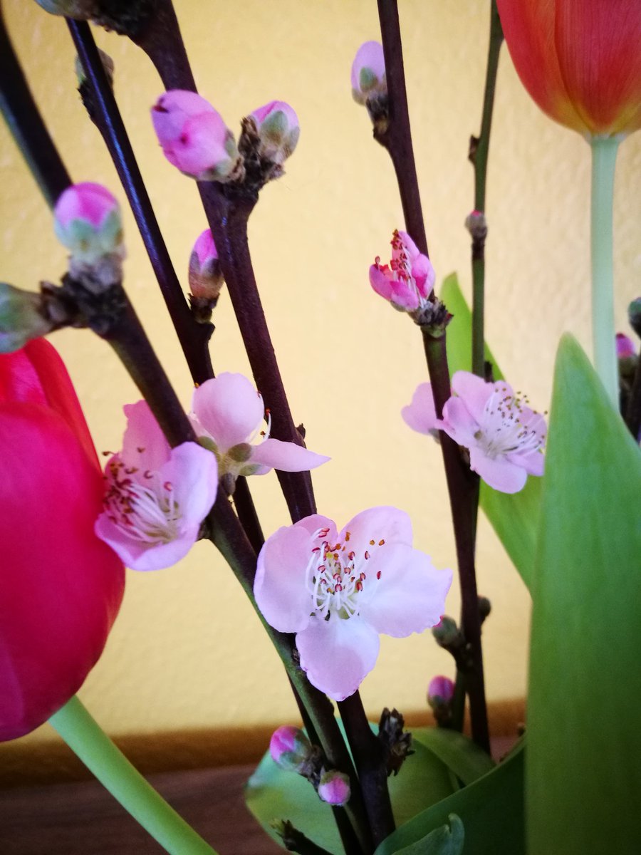 よく似ている春のお花 桜 梅 桃 杏 李 の見分け方と描き分けかたがわかりやすい 私の中では桜以外全部梅だった Togetter よく似ている春のお花 桜 梅 桃 杏 李 の見分け方と描き分けかたがわかりやすい 私の中では桜以外全部梅だった Togetter