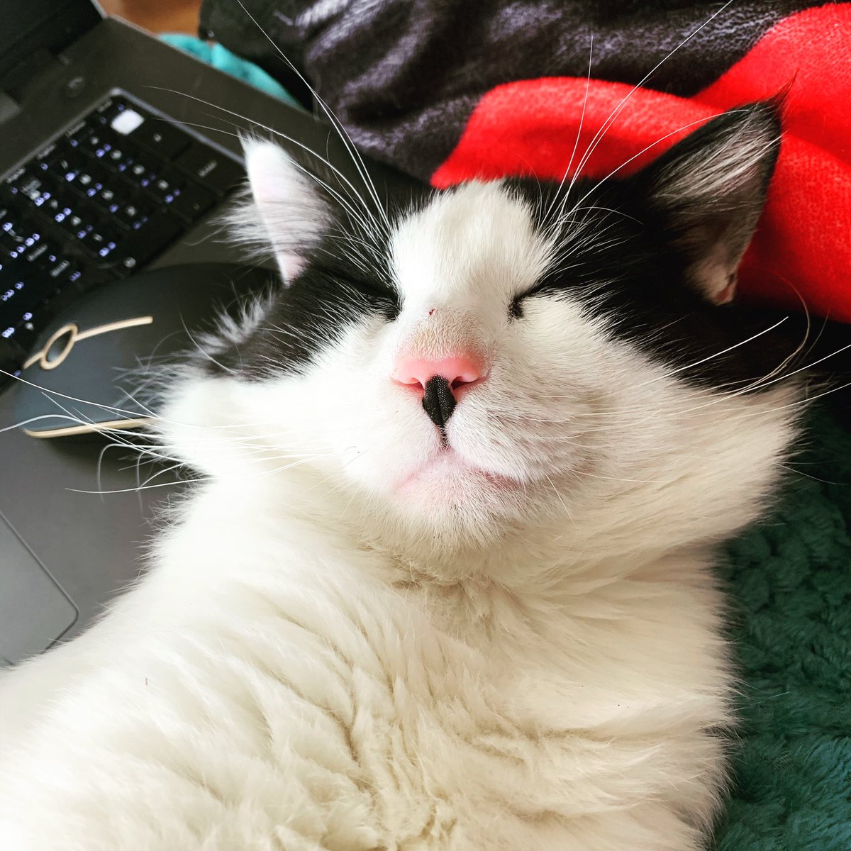 Not sure if I am learning about mental health or working on it! Cow kitties to the rescue as I work through my masters in Clinical Mental Health.