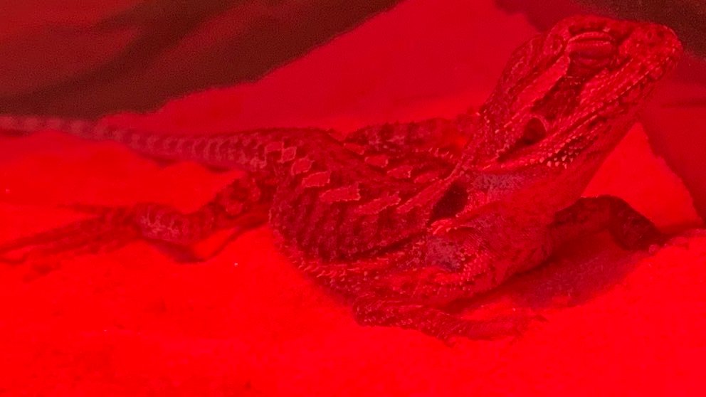 beeswicks's tweet image. i'm a parent :)