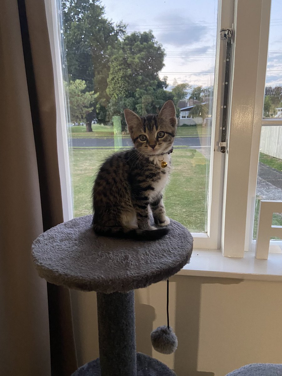 simmieplays's tweet photo. I need help naming my furbaby! Something original ❤️ https://t.co/wjBhkixzls