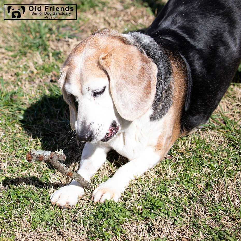 oldfriendssds's tweet photo. "Dinner can wait, I have a stick!!!"- Lumpy
#ofsds #ofsdslumpy #seniordogs #ofsdsdinnertime https://t.co/NCXAZ1MUac