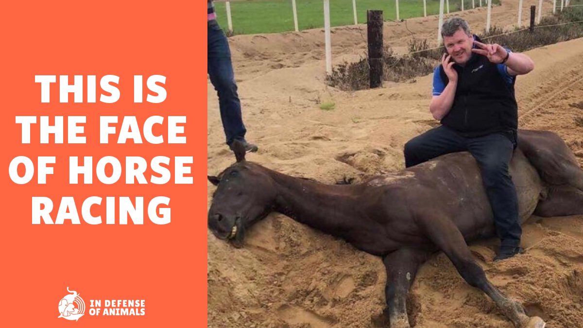 Meet #GordonElliott, a famous #racehorse trainer. #HorseRacing is a cruel, violent activity, so it's no surprise that a trainer would have such contempt. The #horse’s name was Morgan. He was 7 when he died. The average horse lifespan is 25-30 years. inews.co.uk/sport/horse-ra…