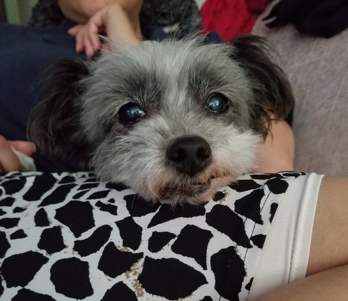 VoiceOverMike's tweet photo. I don't really post much lately, but I needed to get this out. This sweet little girl's name is Carina! She's not only adorable, but incredibly gentle, an absolute cuddle bug, and super smart to boot.

Unfortunately, this morning we lost her and couldn't be more devastated. https://t.co/oHVslqTigO