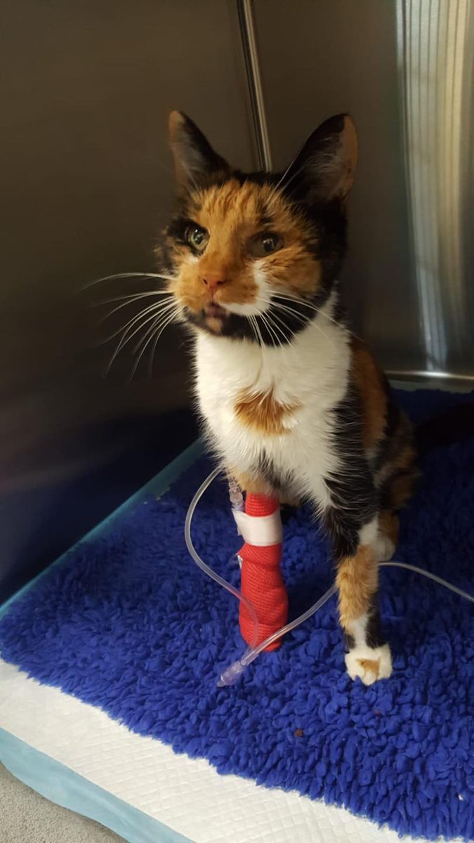 The_Animal_Team's tweet photo. This elderly lady was found in #PepperPlace #Warminster #Wilts last night, 5/3/21. She's very friendly, but sadly has no collar or chip. She has been popped on a drip as she was dehydrated, but otherwise seems well. She's at #GarstonVets 📞01373 452225. #Caturday #CatsOfTwitter https://t.co/6L1lrJjEJS