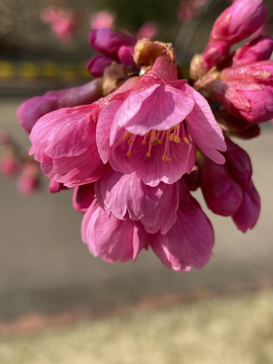 よく似ている春のお花 桜 梅 桃 杏 李 の見分け方と描き分けかたがわかりやすい 私の中では桜以外全部梅だった Togetter よく似ている春のお花 桜 梅 桃 杏 李 の見分け方と描き分けかたがわかりやすい 私の中では桜以外全部梅だった Togetter