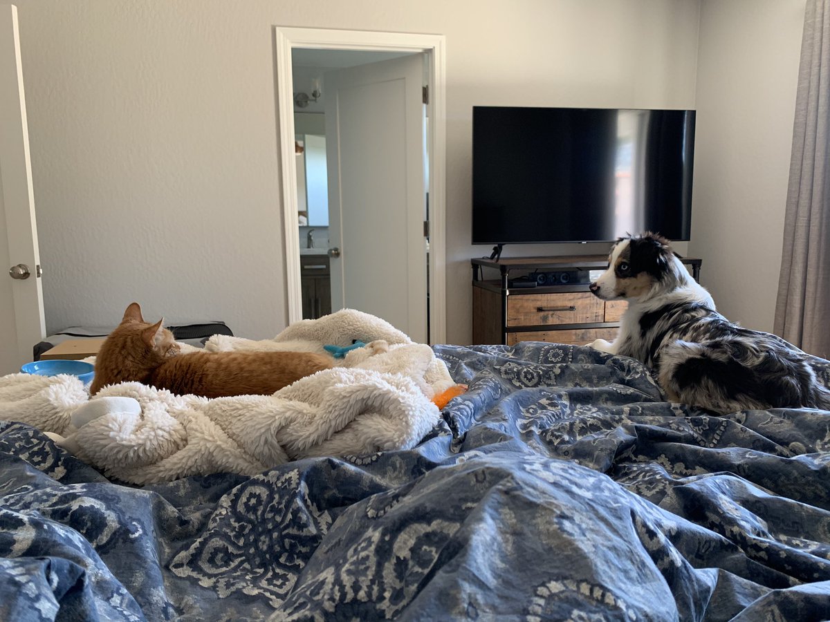 Just a leisurely Saturday with my sometimes unwanted canine brother.  <a href="/BaseballGuys/">BaseballGuys</a> says we have to keep him so I guess I’ll make the best of it. #CatsOfTwitter #cats