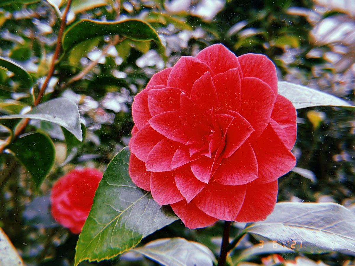 writingmichaela's tweet photo. 1 Year Agoโฆ I asked this man to marry me, and he said yes! ๐ฅฐ Here we are at the spot it happened; a sentimental location with camellias in bloom. ๐ธ #plantingfields #plantingfieldsarboretum #camellias #arboretum https://t.co/CXjf92Bc2M