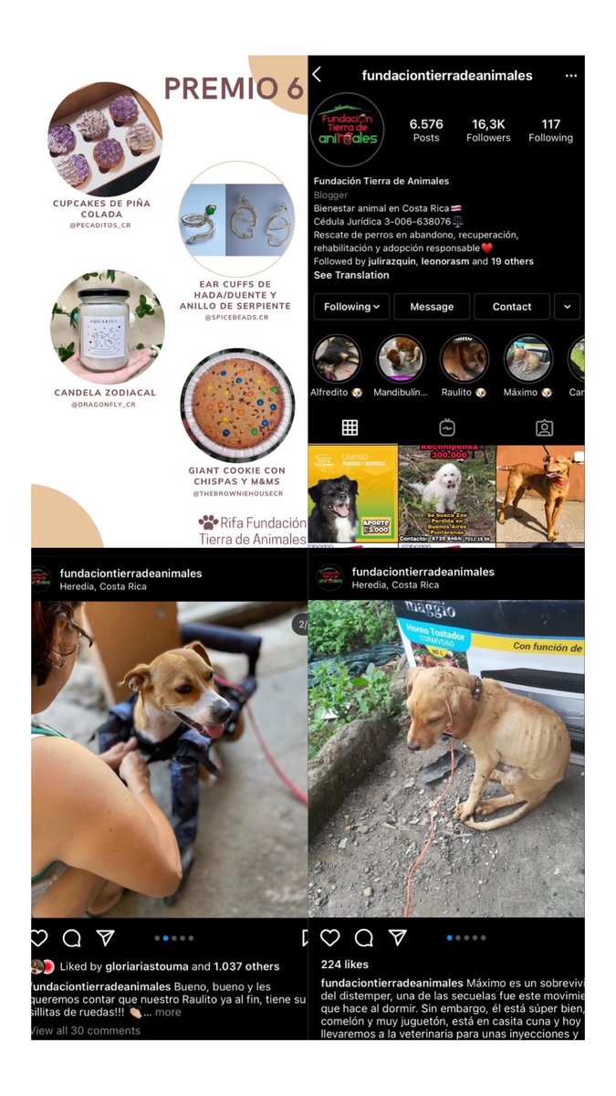 hola🤍 estamos haciendo una rifa para ayudar a la fundación Tierra de Animales, el número cuesta 3mil😭🚨🐶 DENLE RT PORFA
