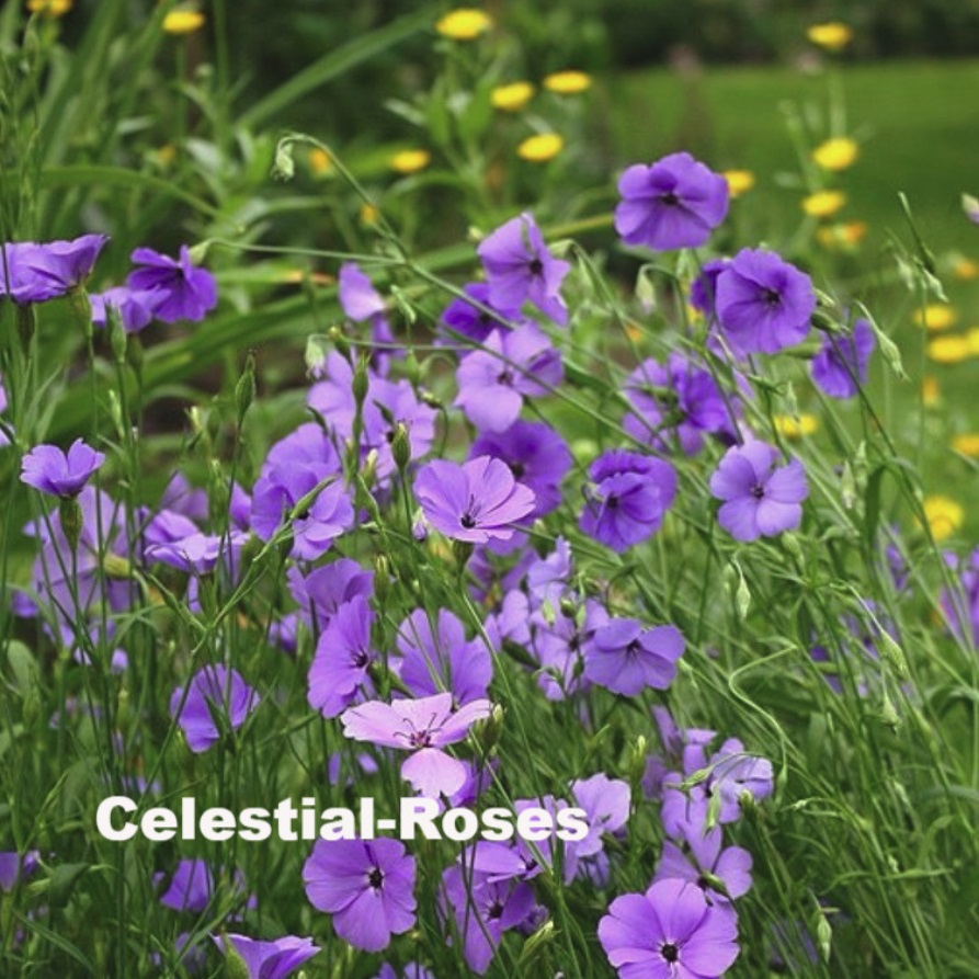 天空のバラ園 園主 ビスカリア シレネ Viscaria Oculata Silene Coeil Rosa T Co Czogkytikv ビスカリアは学名変更前の名前 苗や開花株が出回ることはあまり無い アグロステンマを小さくしたような雰囲気 天空のバラ園 バラの苗 花の苗