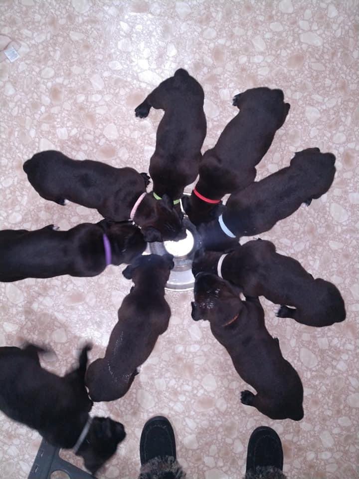Sage’s puppies are all getting adopted! 💗💗💗#blackdog