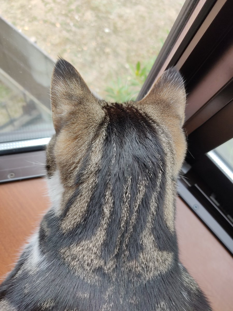 うちの猫の後頭部が可愛すぎるのでよかったらどうぞ 吸いたくなる 幸せの象徴 他のネコの後頭部画像も集めてみた Togetter うちの猫の後頭部が可愛すぎるのでよかったらどうぞ 吸いたくなる 幸せの象徴 他のネコの後頭部画像も集めてみた Togetter
