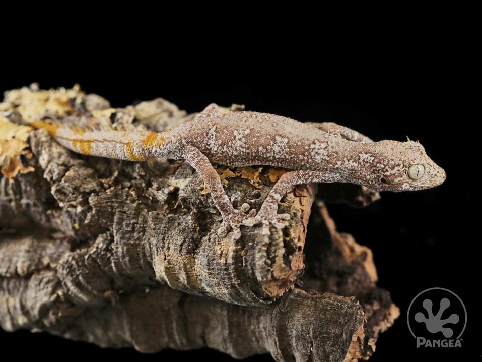 Strophurus Ciliaris kind of look like they have Muppet arms, y'know. They're so long and have such uniform in thickness, its like if Jim Henson designed a gecko.

#pangeareptile #strophurus #strophurusciliaris #gecko #geckooftheday #reptilereport #muppets #reptiles #herpetology