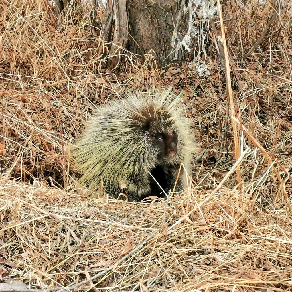 Found a new friend on the trail today ...#cookinglakeblackfootPRA #abparks