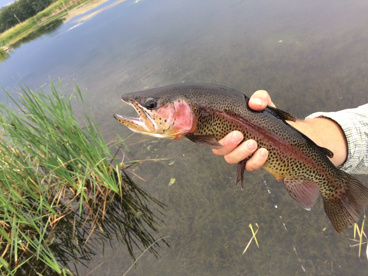 And on the right day in Montana ...at the right stream ...with the right folks ...this happens