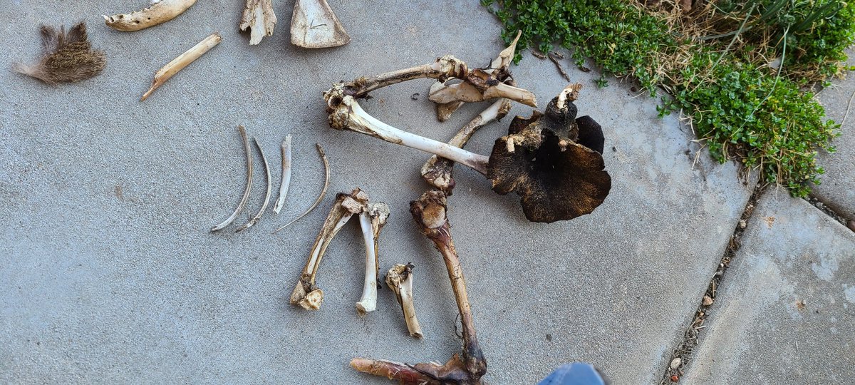 AutumnsOddities's tweet photo. Today's haul!! https://t.co/BxWfqRpxsI