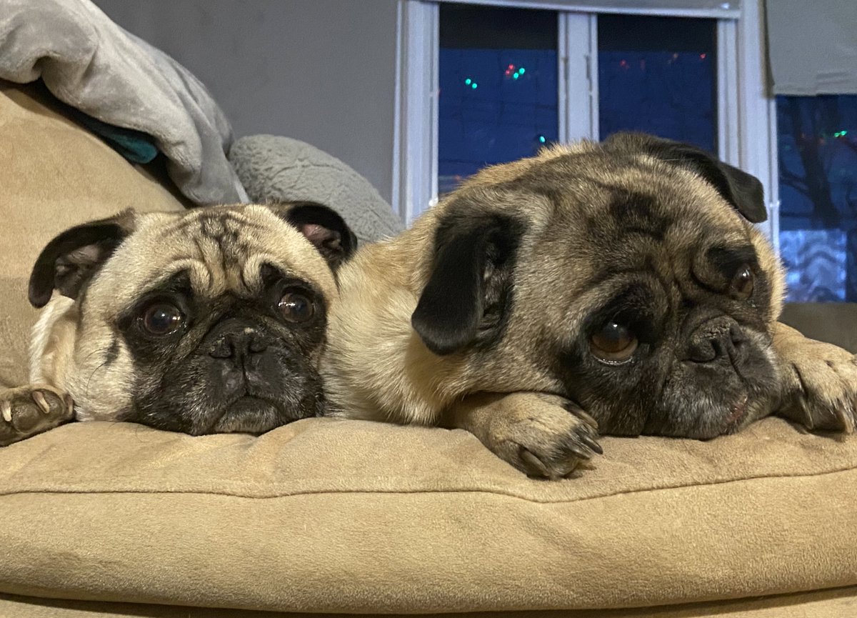 Sisters 👯‍♀️ #pugs #puggies #sisters #rosie #ladybella