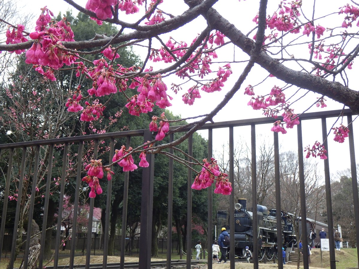 都立小金井公園 3か月ぶりです 昨日から11月までの土日祝日 10 1 都民の日 には Sl展示場 が開場となります 客車内に入ることできませんが 運転台は見学できるようになっております 小金井公園 Sl展示場 西口近くにあります 柵の外 都立小金井公園 3か月ぶりです 昨日から11月までの土日祝日 10 1 都民の日 には Sl展示場 が開場となります 客車内に入ることできませんが 運転台は見学できるようになっております 小金井公園 Sl展示場 西口近くにあります 柵の外