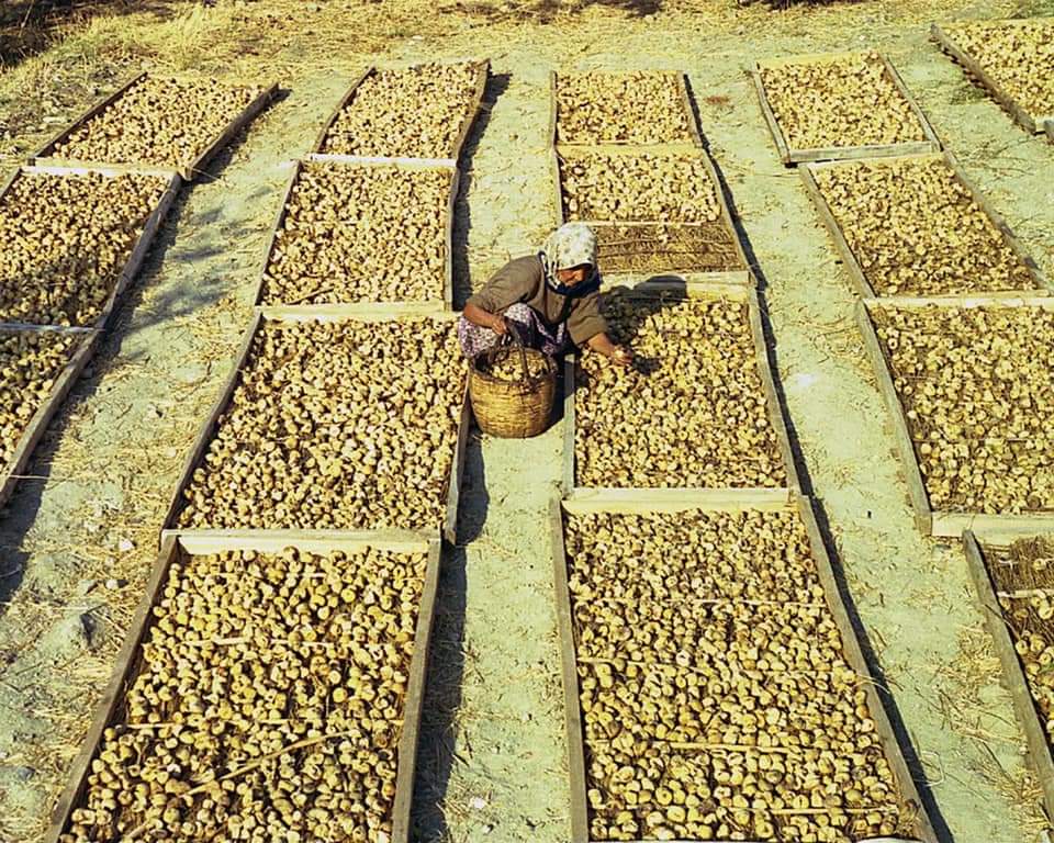 İncirler kurutuluyor. Aydın, 1979.
