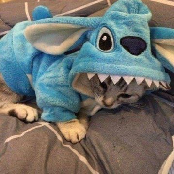CatVlDEOS's tweet photo. https://t.co/qWwOHD2d9z