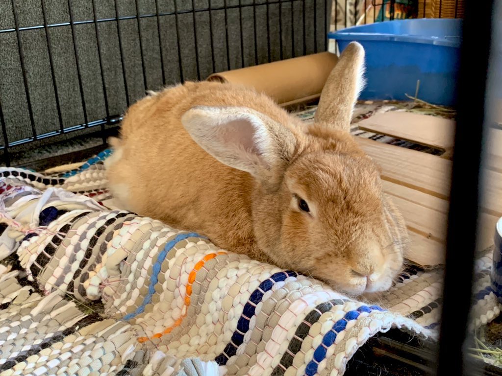 Marsh_Ink's tweet photo. May I present #SUPERLOAF https://t.co/DwcFWUCuzH