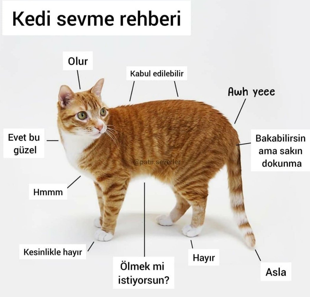 Какие цвета любят коты. Кот какой хлеб. Какие цвета любят коты. Какие цвета любят коты. Расцветка шерсти кошек названия.