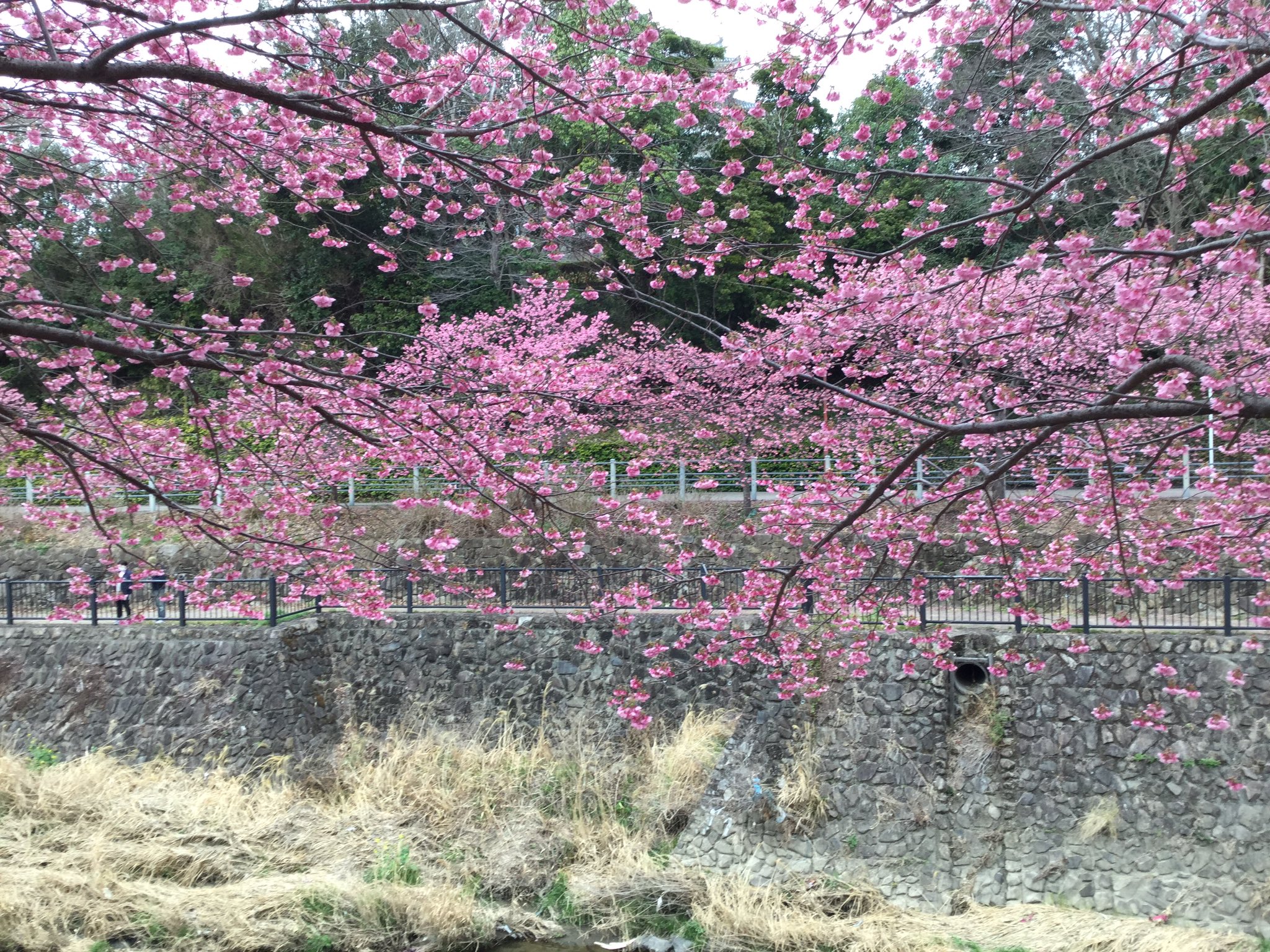 掛川桜 Twitter Search Twitter