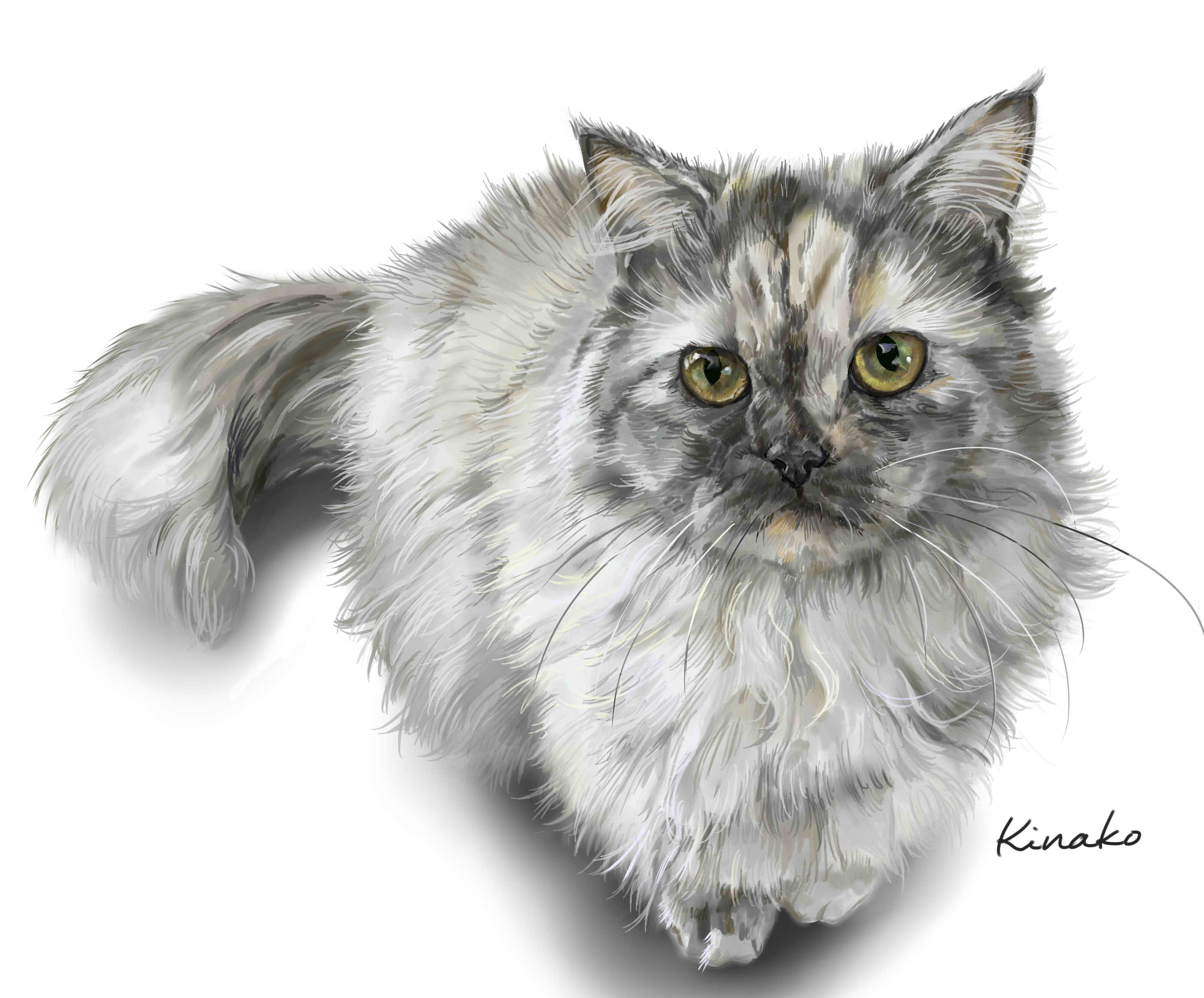 きなこ 猫の絵を描いています 描きかけの猫ちゃん 完成しました もこさんの マンチカンの陽ちゃんです 1歳 今年の5月で2歳になります フワフワの毛並みがかわいい 凜ちゃん 柚ちゃんと仲良く暮らしています 猫絵 Cat Drawing 猫 イラスト