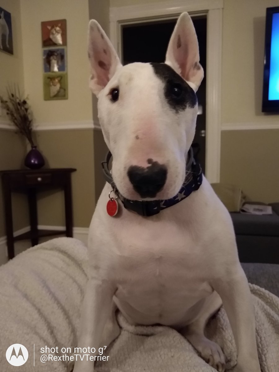 I just want to remind everyone that if you're having trouble feeding your pets because of financial troubles, contact me and I will send food.  No questions asked.  Contact me by DM or by email through my website.  Completely confidential, no judgement, just help