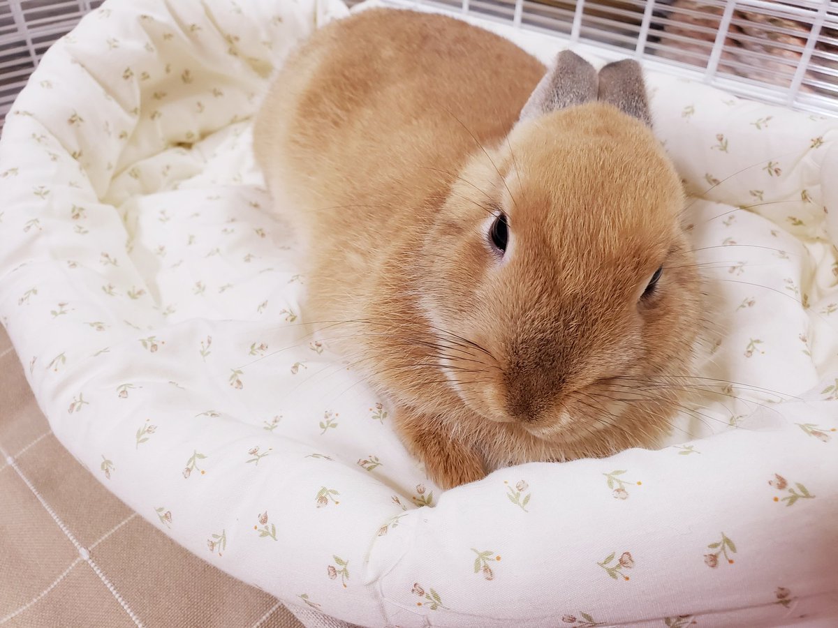 うさぎのうーこ 新しいクッションベッドが 出来上がりました 手作りクッションベッド ベビー布団のリメイク 春の新作 ちょっと大きめ うさぎ うさぎとの暮らし