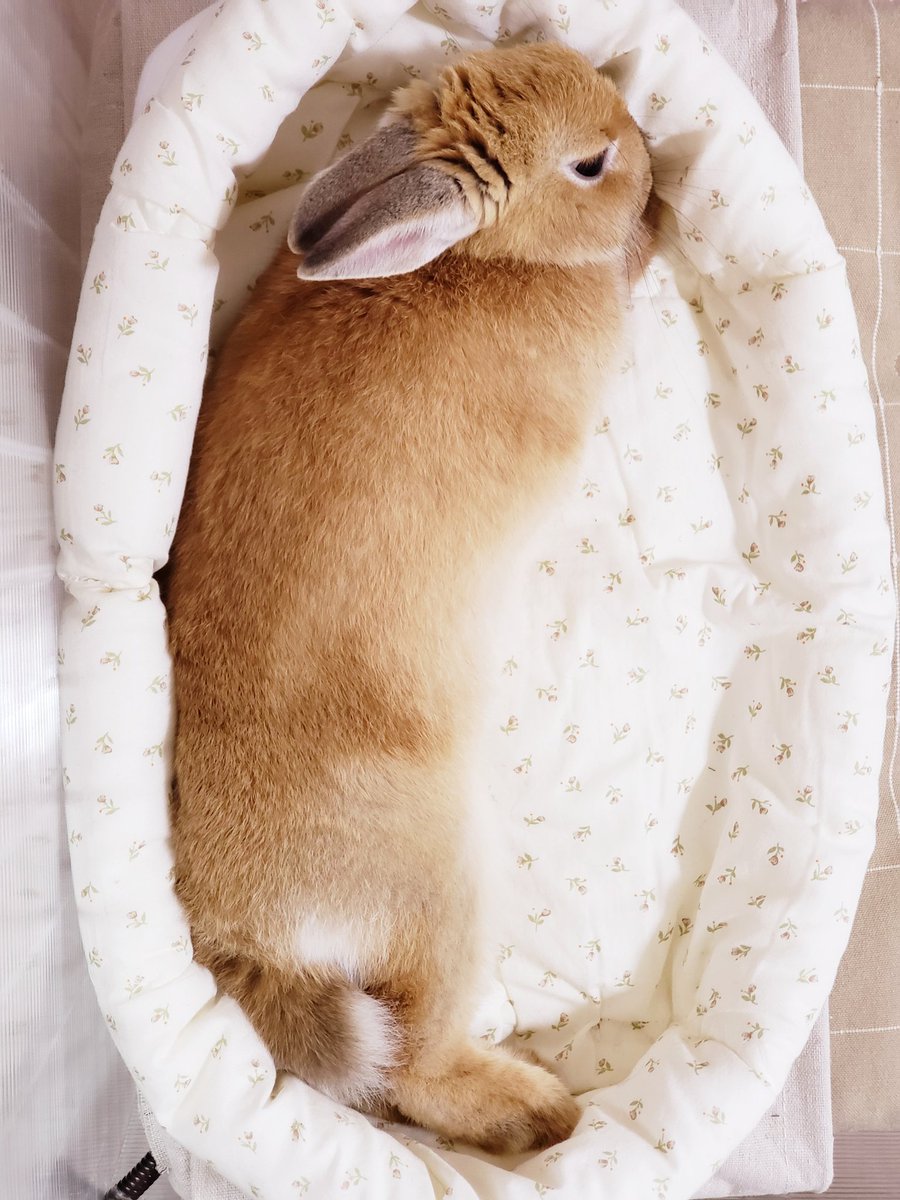 うさぎのうーこ 新しいクッションベッドが 出来上がりました 手作りクッションベッド ベビー布団のリメイク 春の新作 ちょっと大きめ うさぎ うさぎとの暮らし