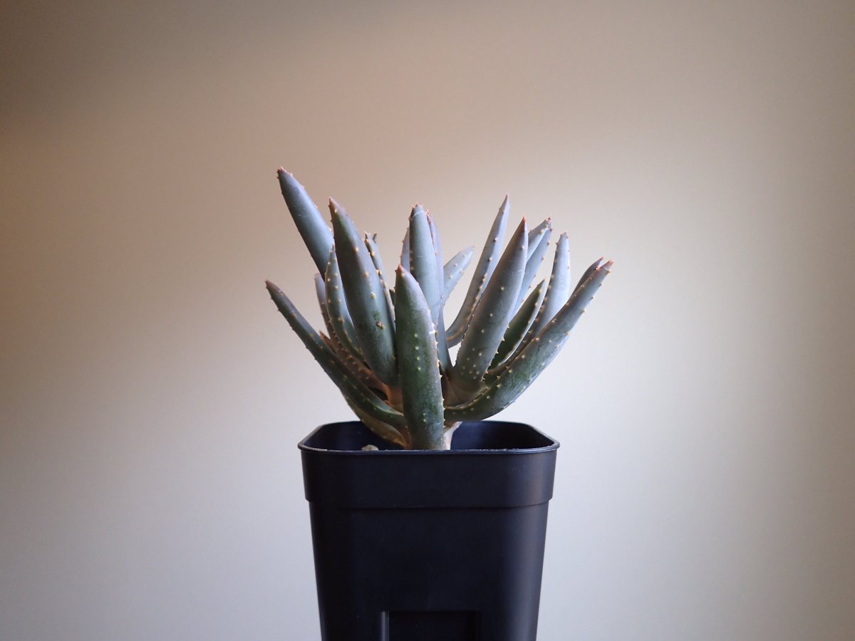 アロエラモシシマ