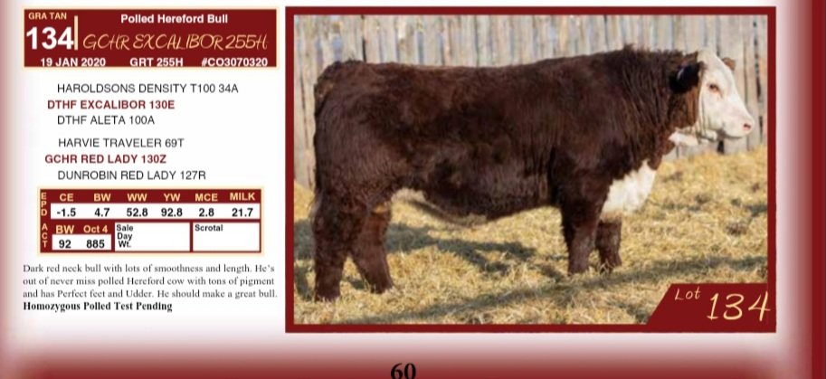 A new bull for the commercial herd! Love those red and black baldies