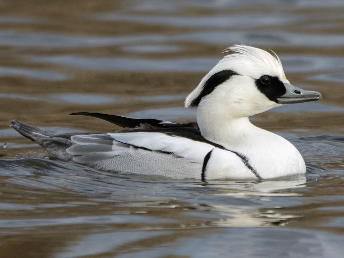 BStokkermans's tweet photo. I just learned that smew ducks are a thing and wow!!! What an absolutely gorgeous duck, look at those neck band lines https://t.co/WH8979oLgT