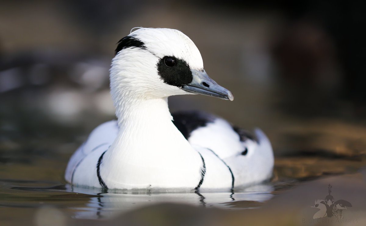 BStokkermans's tweet photo. I just learned that smew ducks are a thing and wow!!! What an absolutely gorgeous duck, look at those neck band lines https://t.co/WH8979oLgT