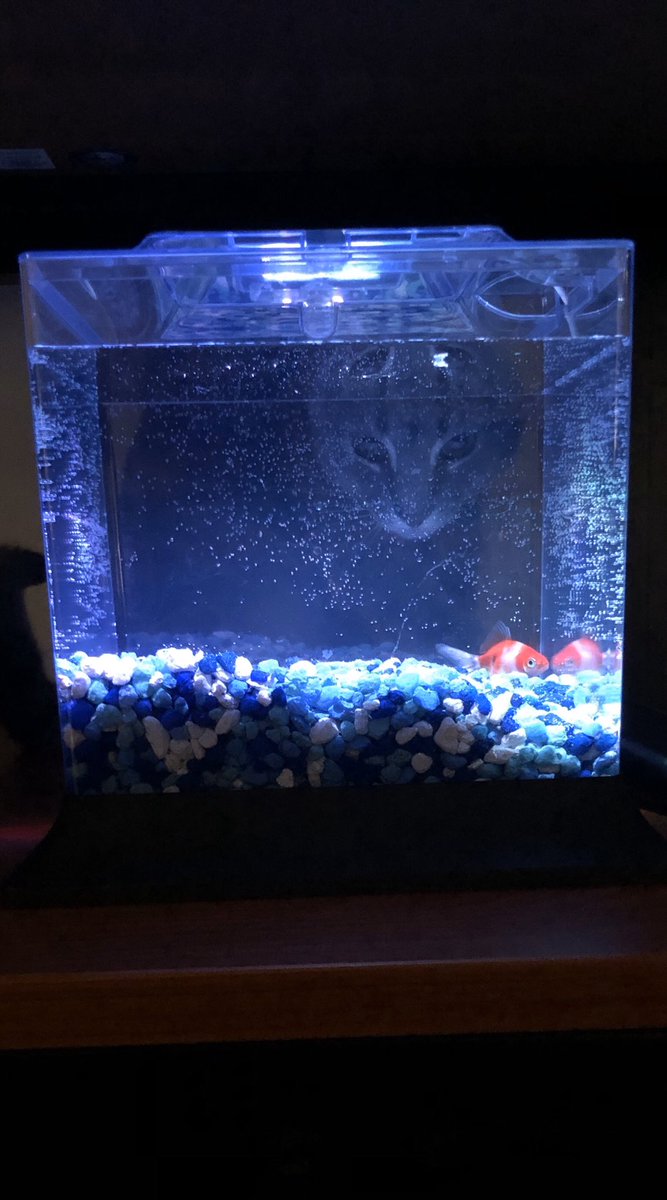 clarkce4's tweet image. how link is vs how he’s tryna be