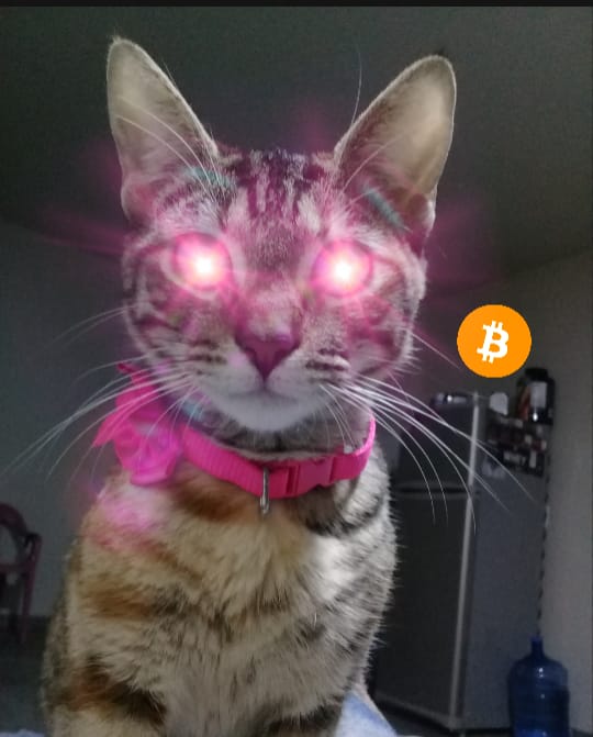 S44Gabriel's tweet photo. @funontheride Como ves Rodri, Gatoshi Nakafomo poseida en modo Super Saiyajin Pink, hasta que el BTC llegue a los 100 mil mangos; saludos desde Mexico...!! #BTC https://t.co/aTxlvUlXJN