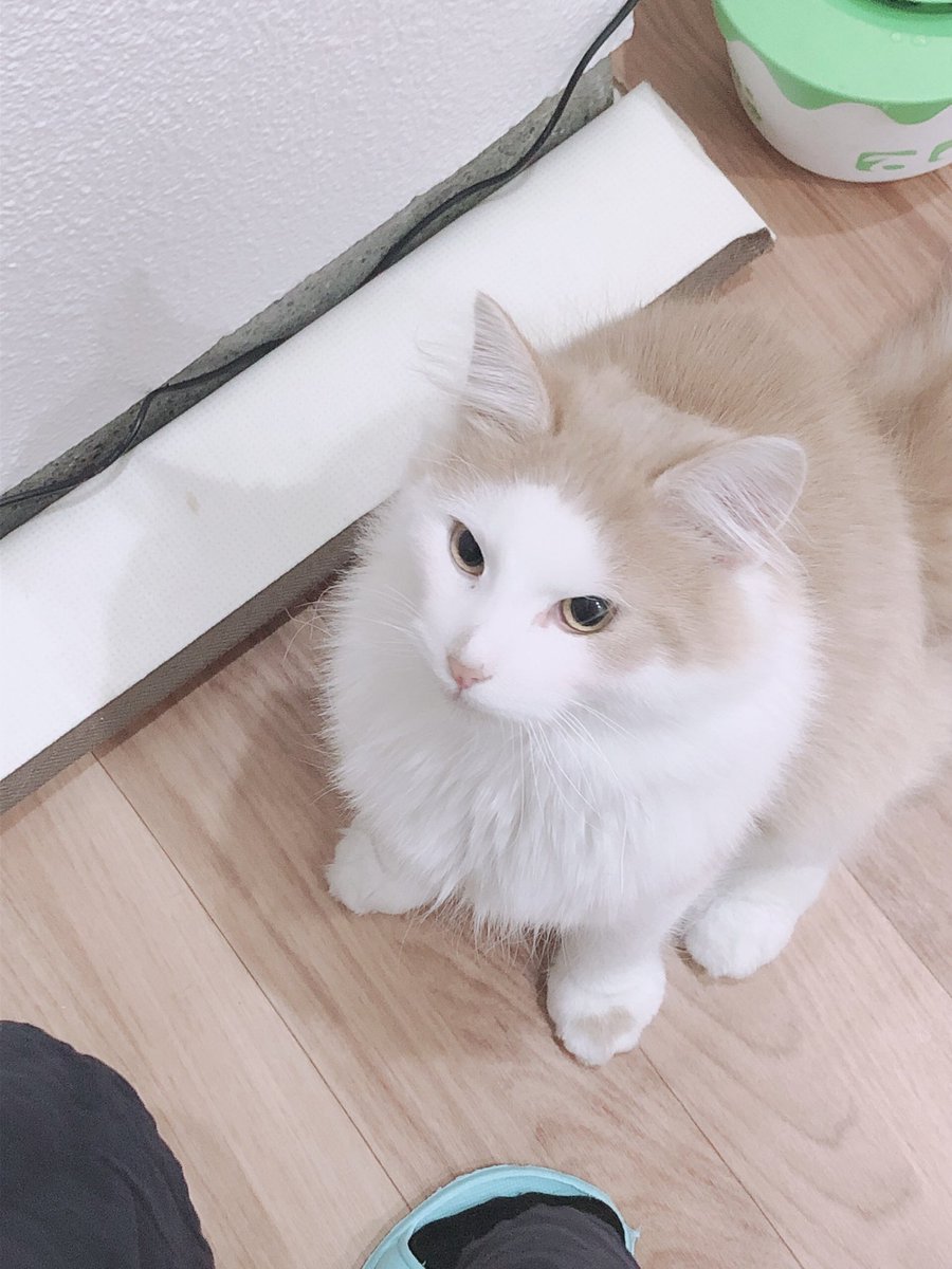 DogreeStaff's tweet photo. 本日も営業しております^ ^
今日は猫ちゃんから🐱🐾
1枚目　セルカークレックスの　　　　　　　セル君
2枚目　ノルウェージャンフォレストのヨリ君
3枚目　ロシアンブルーのブル君
4枚目　スコティッシュフォールドのボン君

#dogree  #犬 #猫   #猫好きさんと繋がりたい  #大阪 #里親募集 #猫カフェ https://t.co/LSZ2ZRTopX