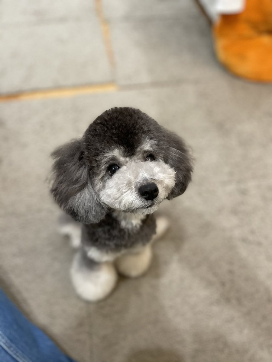 ティファニー トイプードル お手手を大きくしてもらったよ 顔はテディだよ 耳は丸くしたかったけどならなかったよ トイプードル トイプードルブラックタン 子犬 トリミング